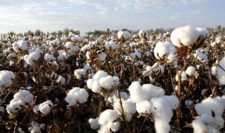 新疆棉花多少钱一斤