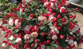 365天天电影 365天天电影