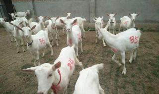 关中奶山羊养殖技术