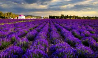 伊犁薰衣草 伊犁薰衣草