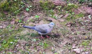 野鸽子结局 野鸽子结局