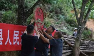 我家门前有两棵树