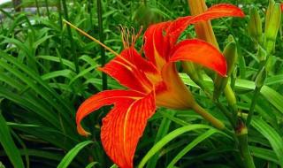 黄花菜为什么叫忘忧草 黄花菜为什么叫忘忧草