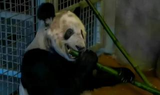 大熊猫丫丫回国时间线 大熊猫丫丫回国时间线