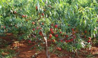 一颗桃树苗多少钱