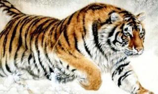 克己奉公指什么生肖